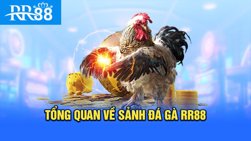 Tổng quan về đá gà RR88